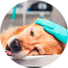 Cirugía Veterinaria