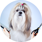Peluquería canina
